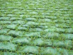專業(yè)挑選植生袋宏祥來(lái)幫您